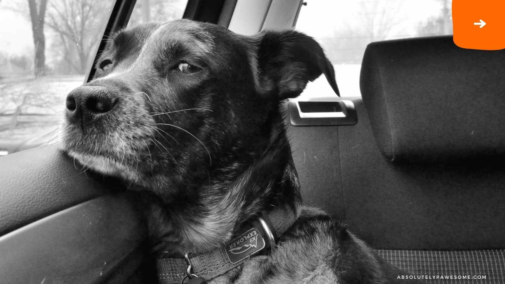 first 24 hours with rescue dog