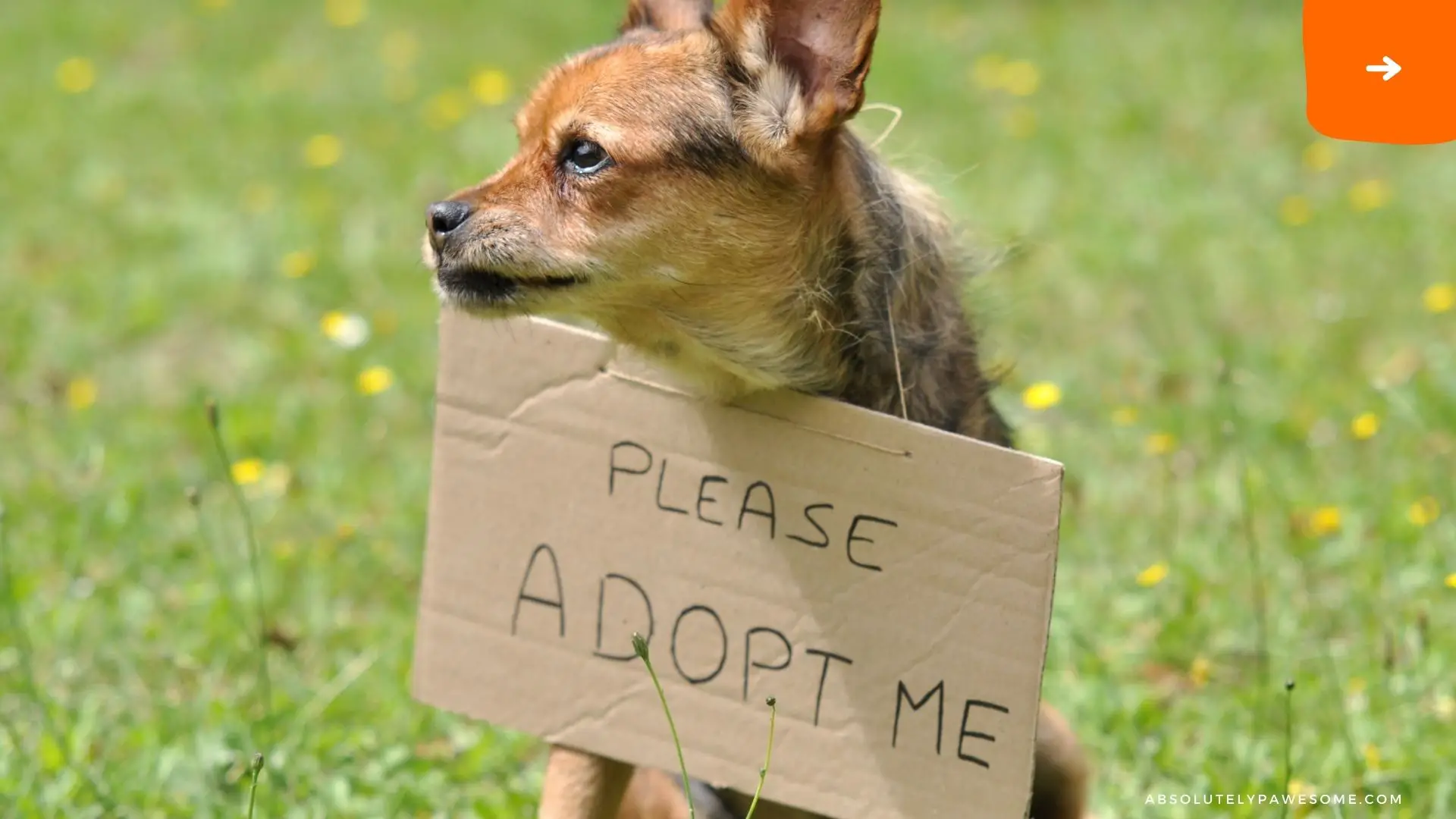reasons to adopt a dog
