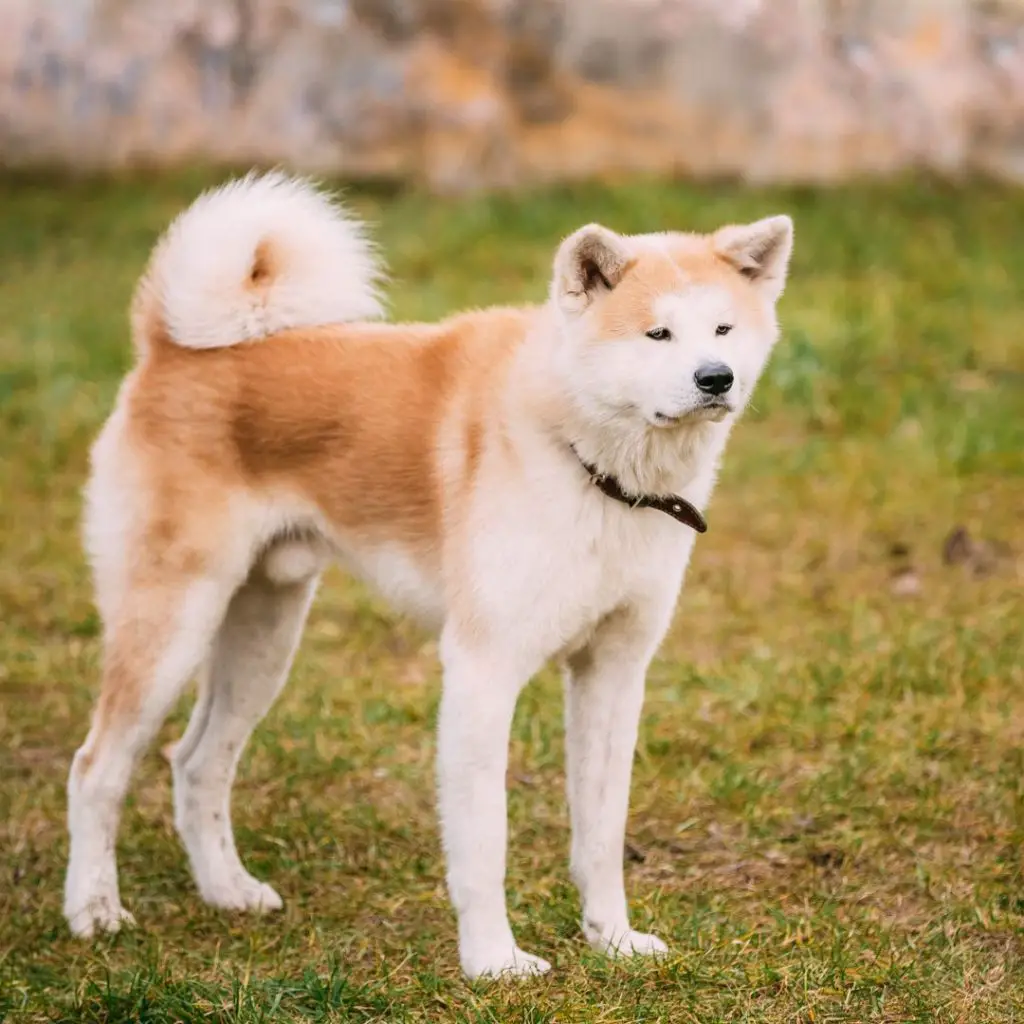 akita guard dog image