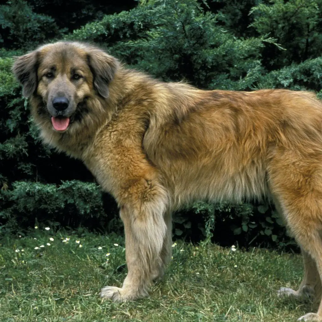 estrela mountain dog guard dog breeds