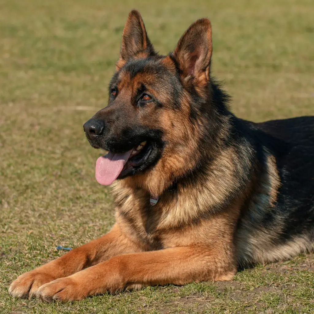 german shepherd guard dog image