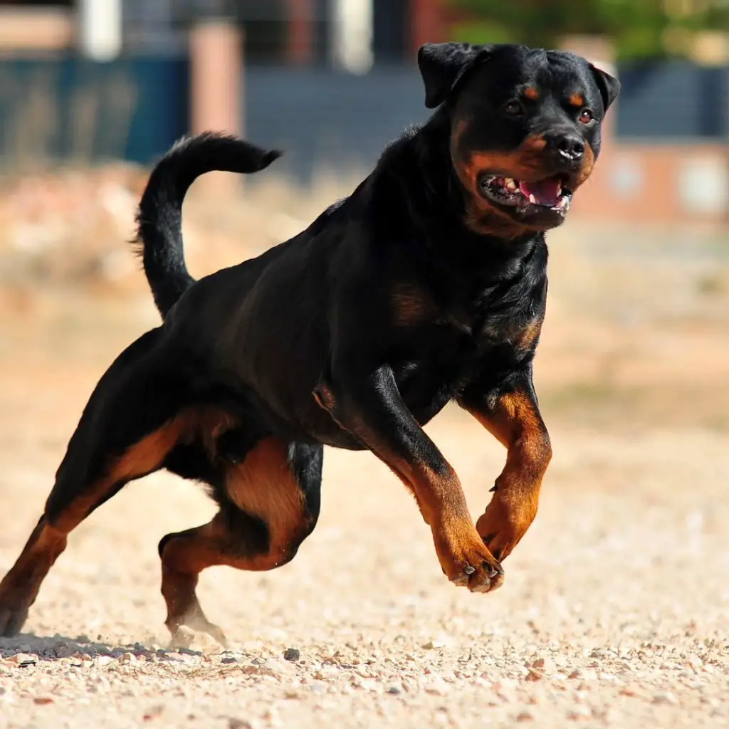 rottweiler guard dog image