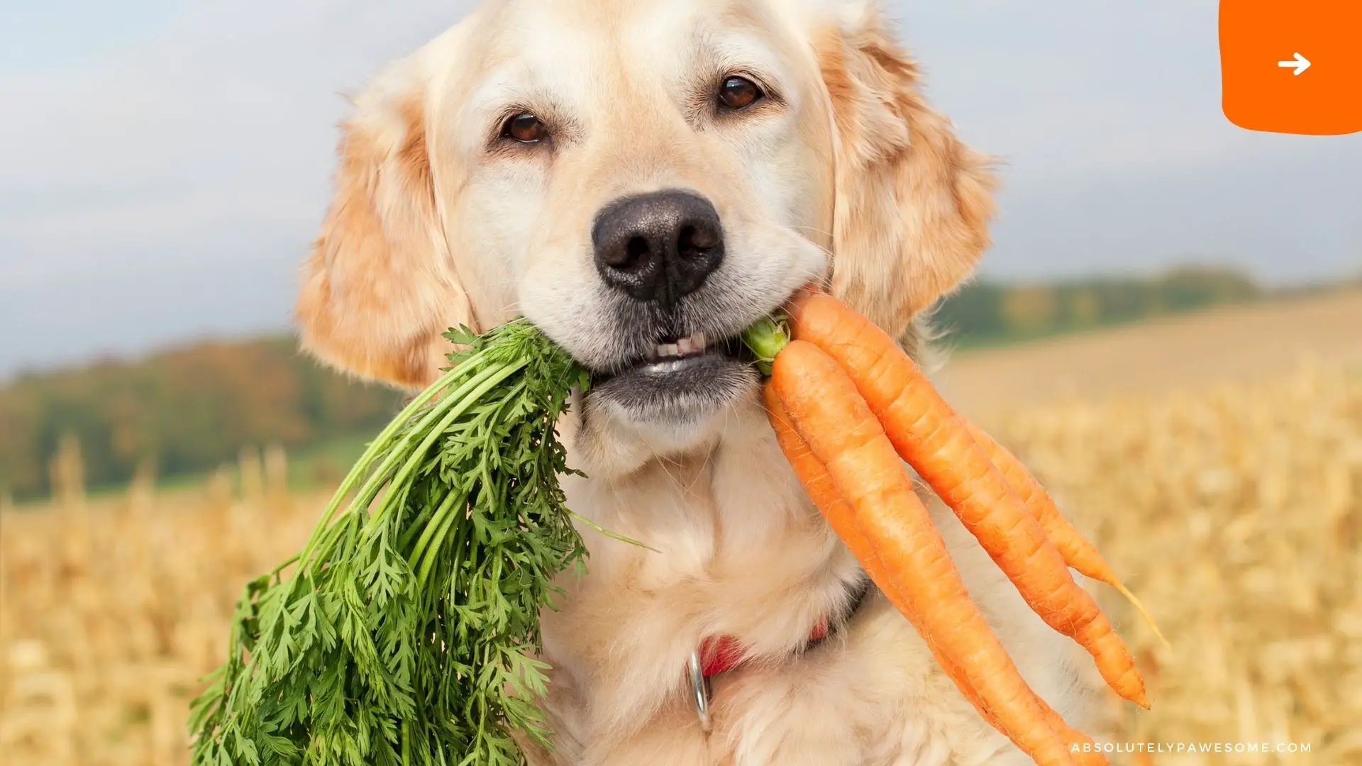 frozen carrots for dogs