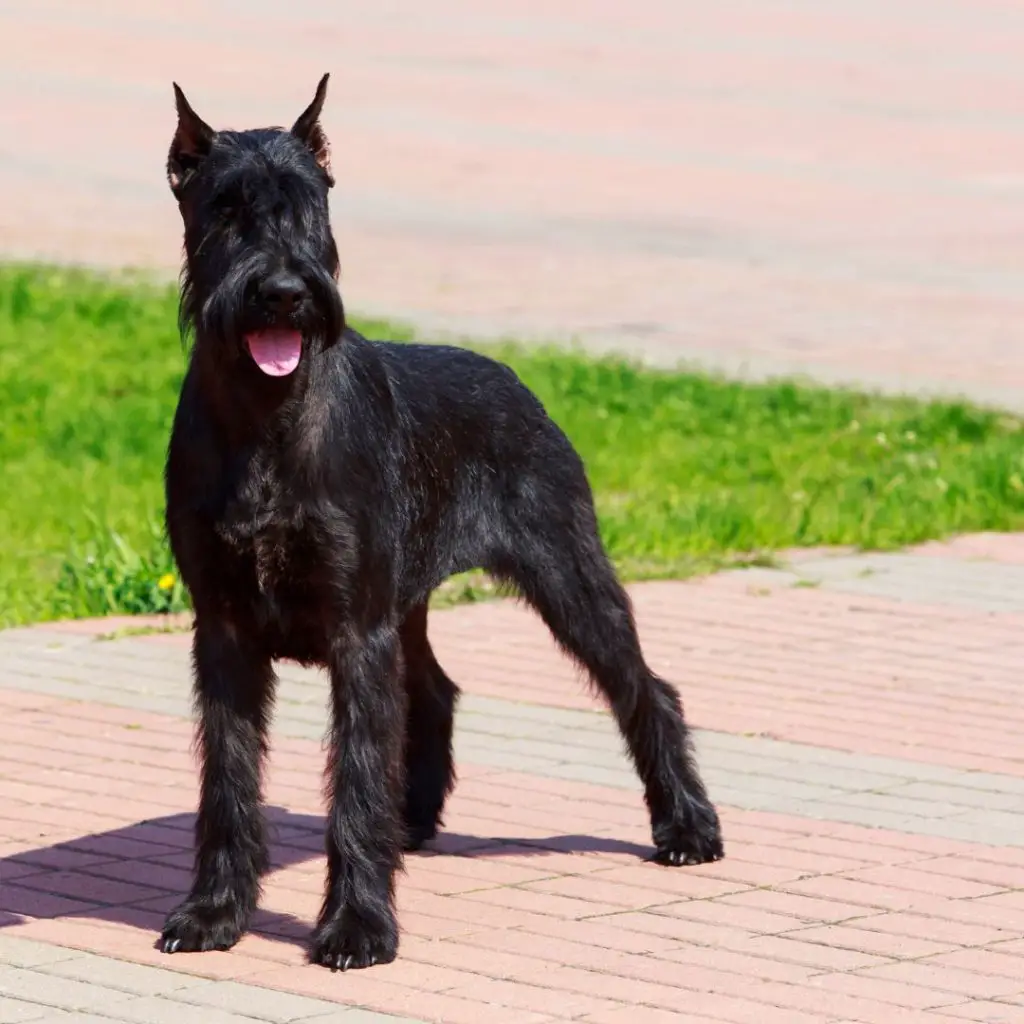 giant schnauzer best guard dog breeds