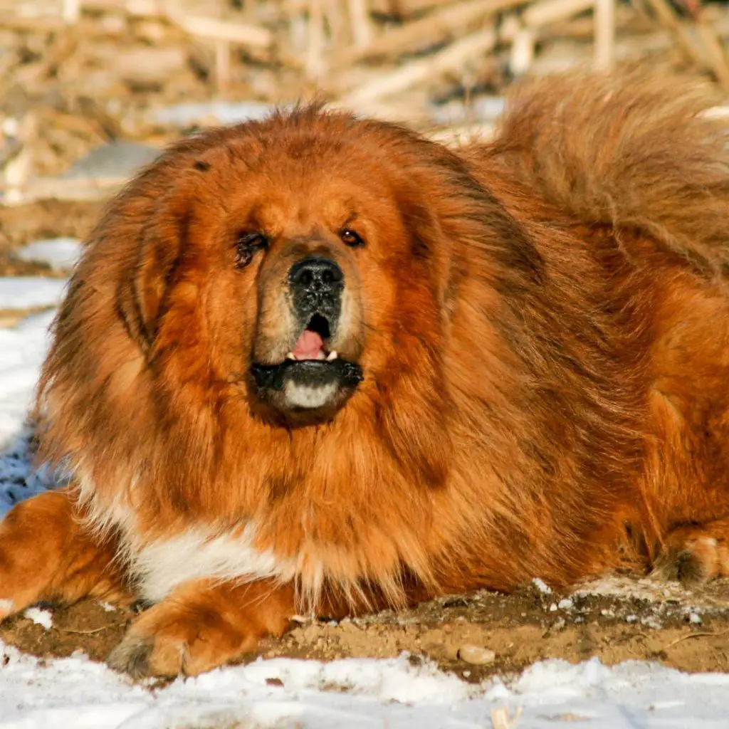 tibetan mastiff guard dog