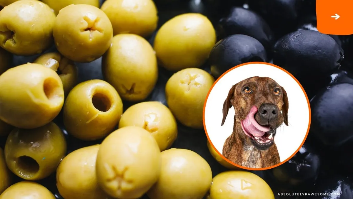 can dogs eat olives?
