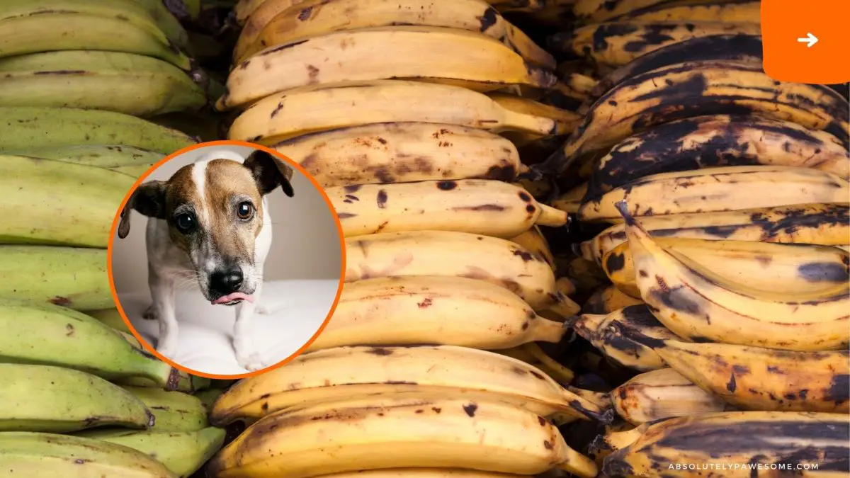 can dogs eat plantains