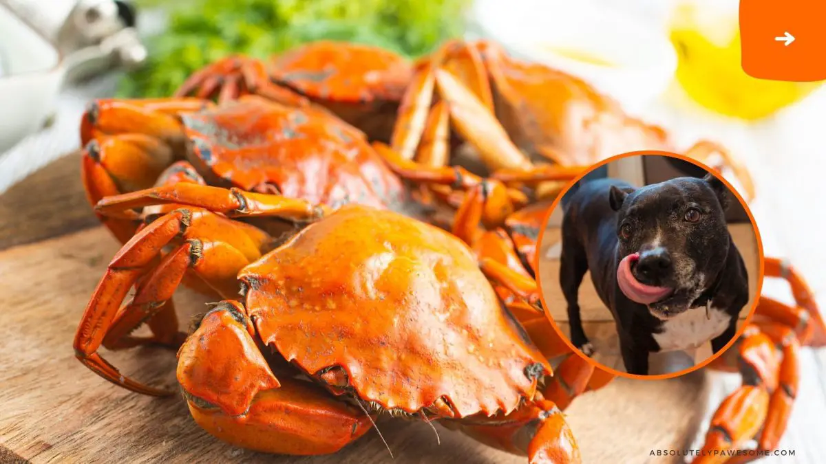 can dogs eat crab
