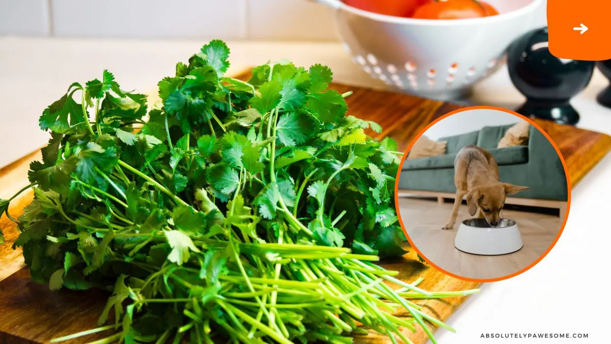 can dogs eat cilantro?