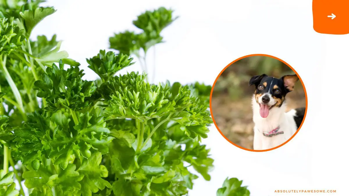 can dogs eat parsley?