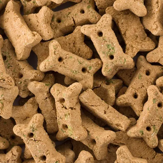 can dogs have biscuits