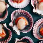 can dogs eat raw scallops