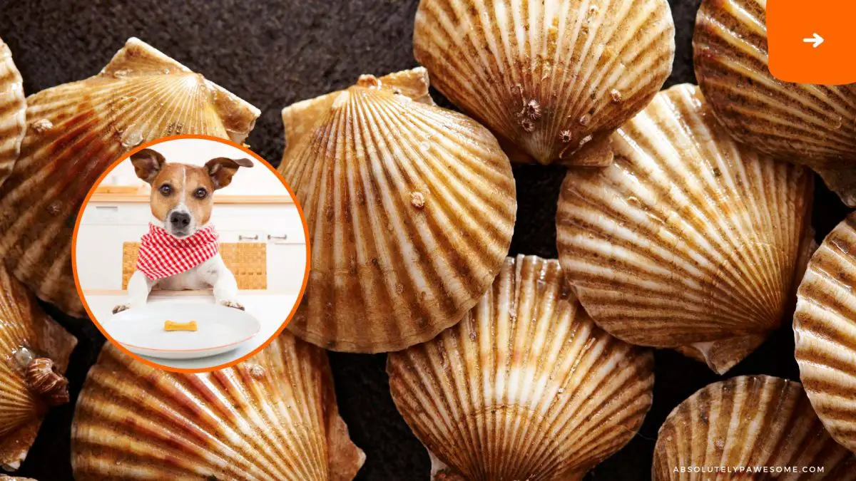 can dogs eat scallops