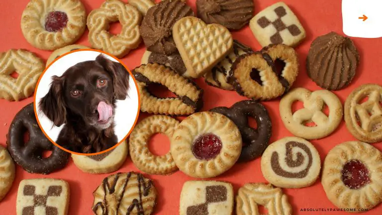 can dogs eat biscuits