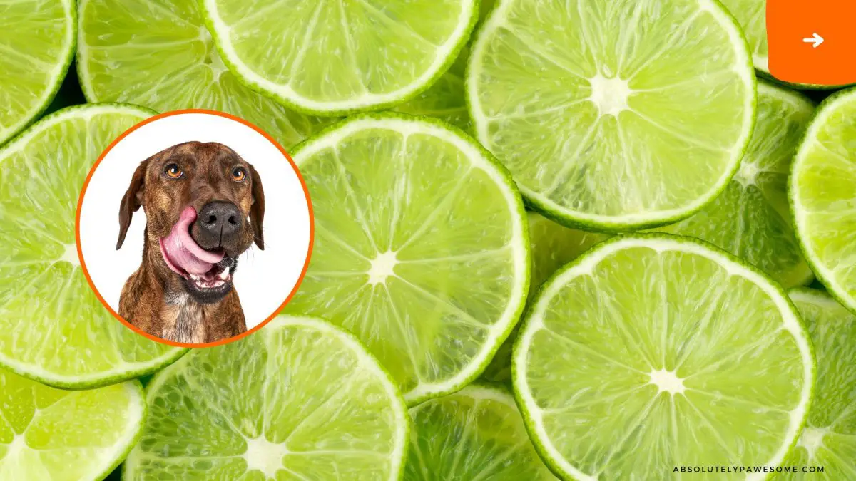 can dogs have lime?