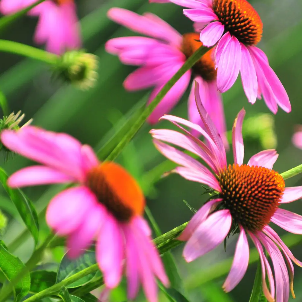 Echinacea what herbs are good for dogs