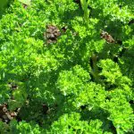 superfoods for dogs parsley