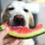 superfoods for dogs watermelon