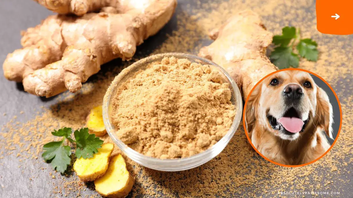 can dogs eat ginger?