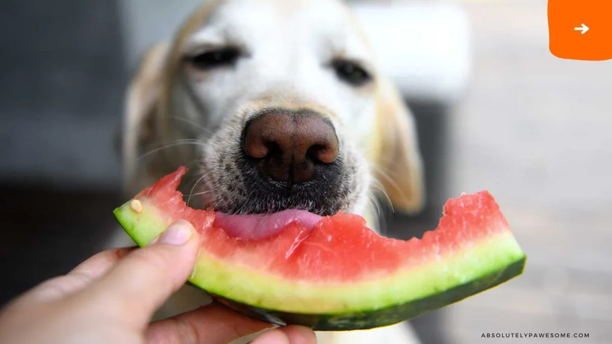 can dogs eat watermelon?