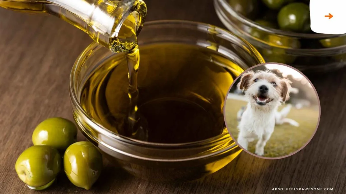 can dogs eat olive oil