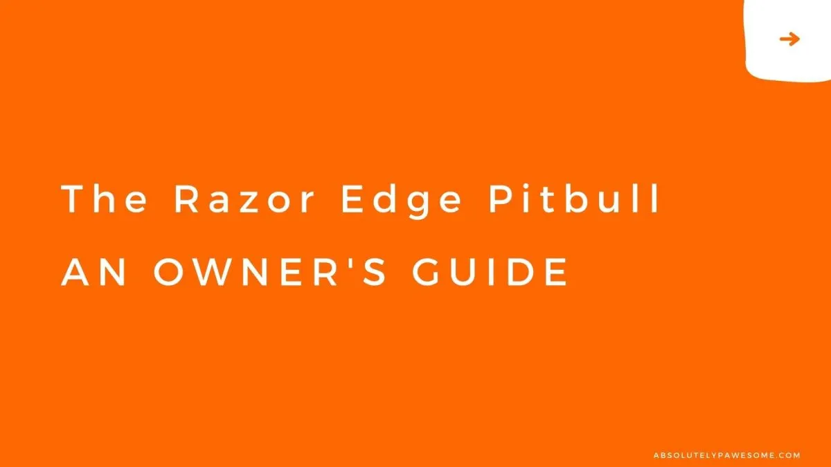 razor edge pitbull