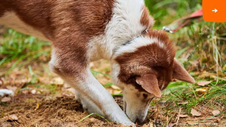 why do dogs bury bones?