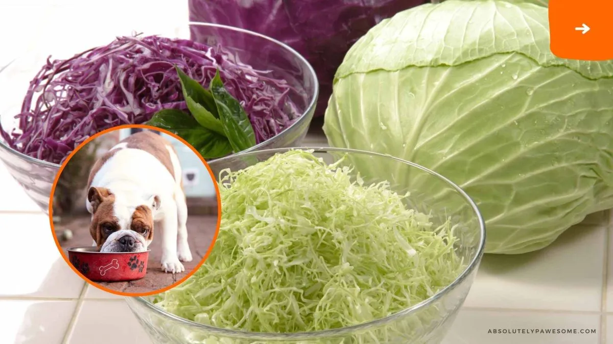 can dogs eat cabbage