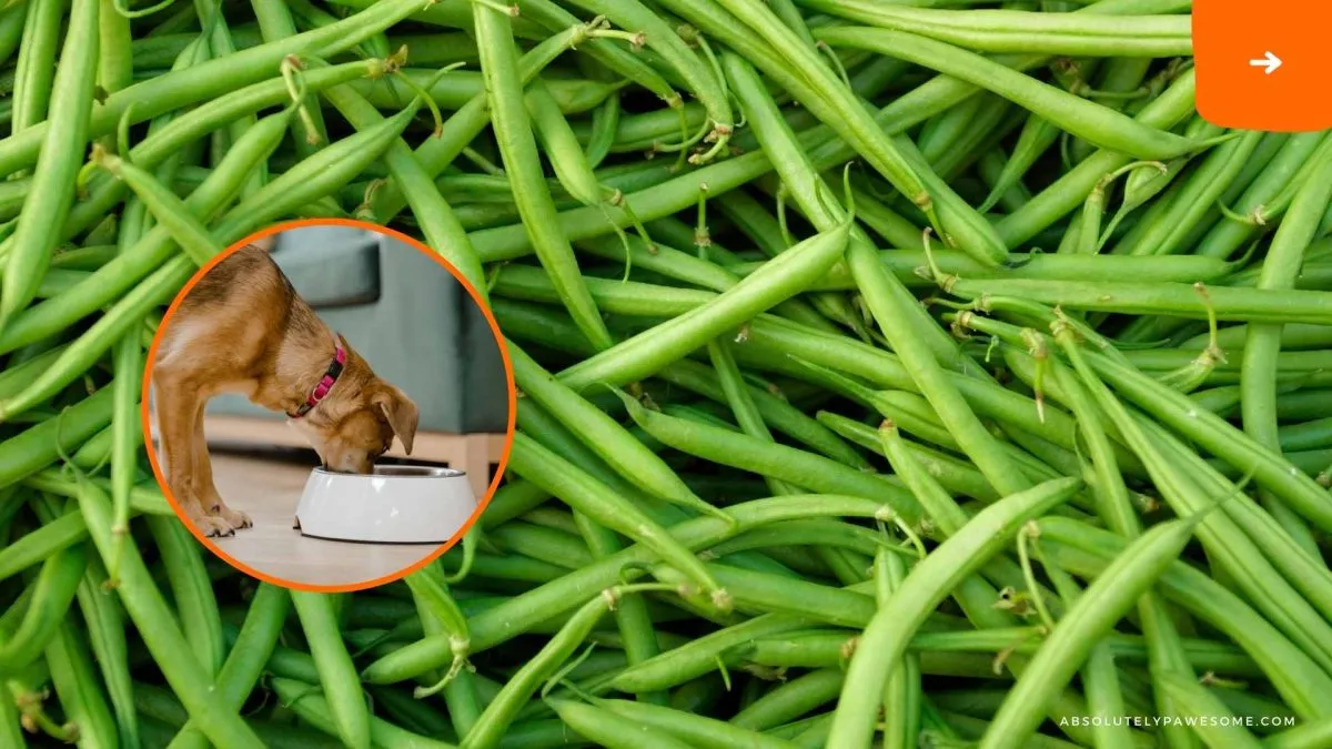 can dogs eat green beans