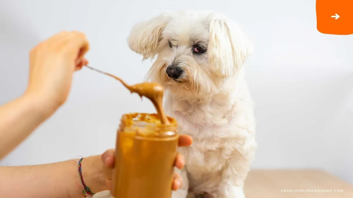 can dogs have peanut butter
